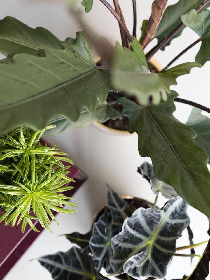 Designplanten-Fictie_vorm-HR-3765_1_0