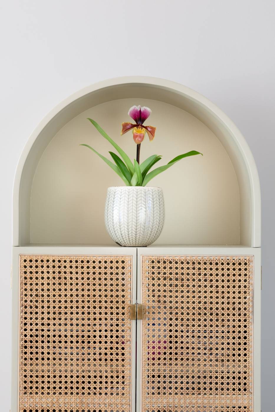 Designplanten-Paphiopedilum-HR-3780