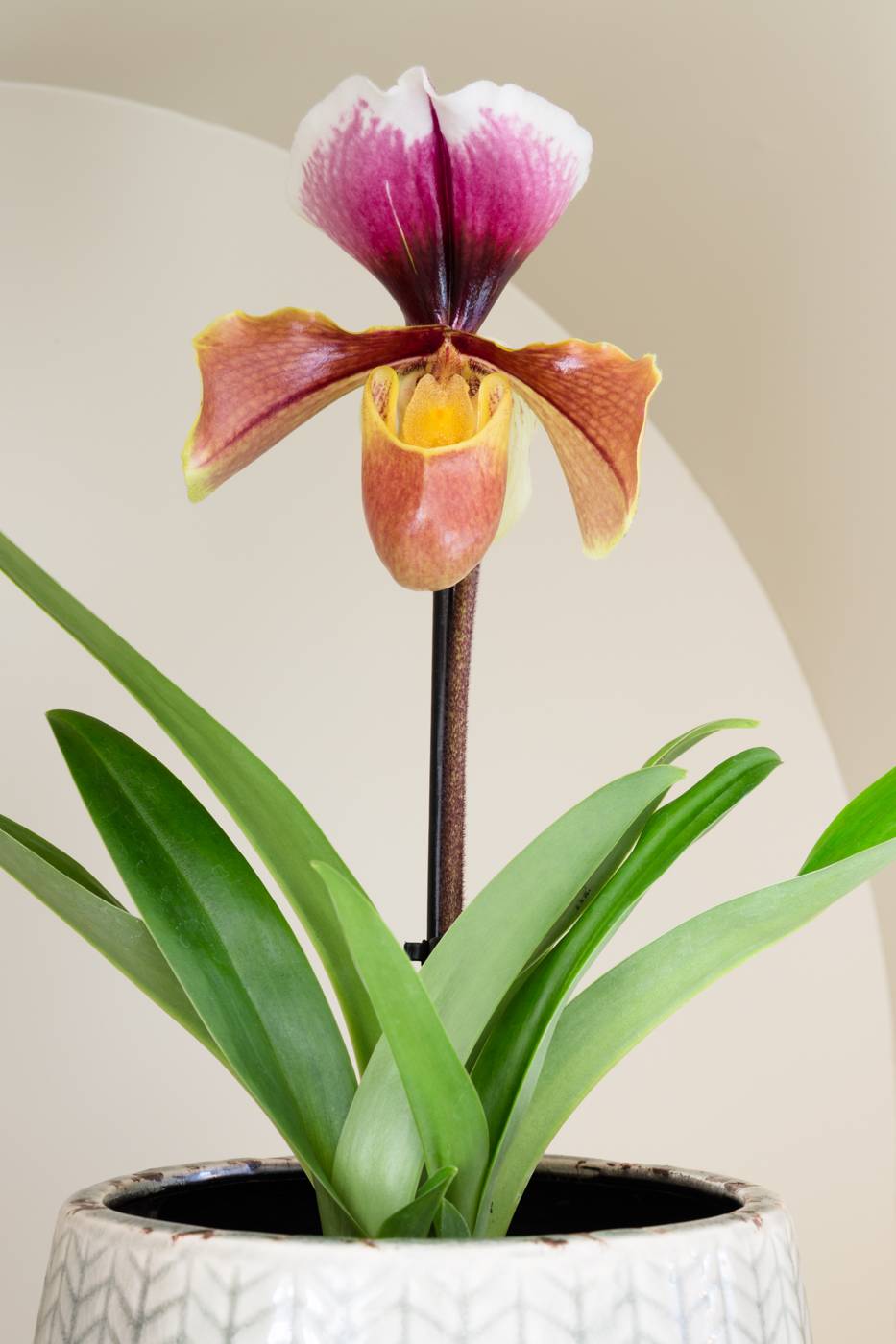 Paphiopedilum (Lady Slipper Orchid) flowers