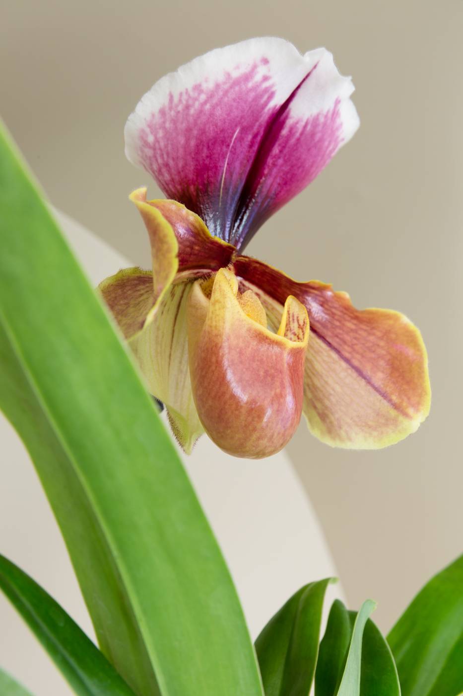 Portretfoto van de Paphiopedilum Orchidee