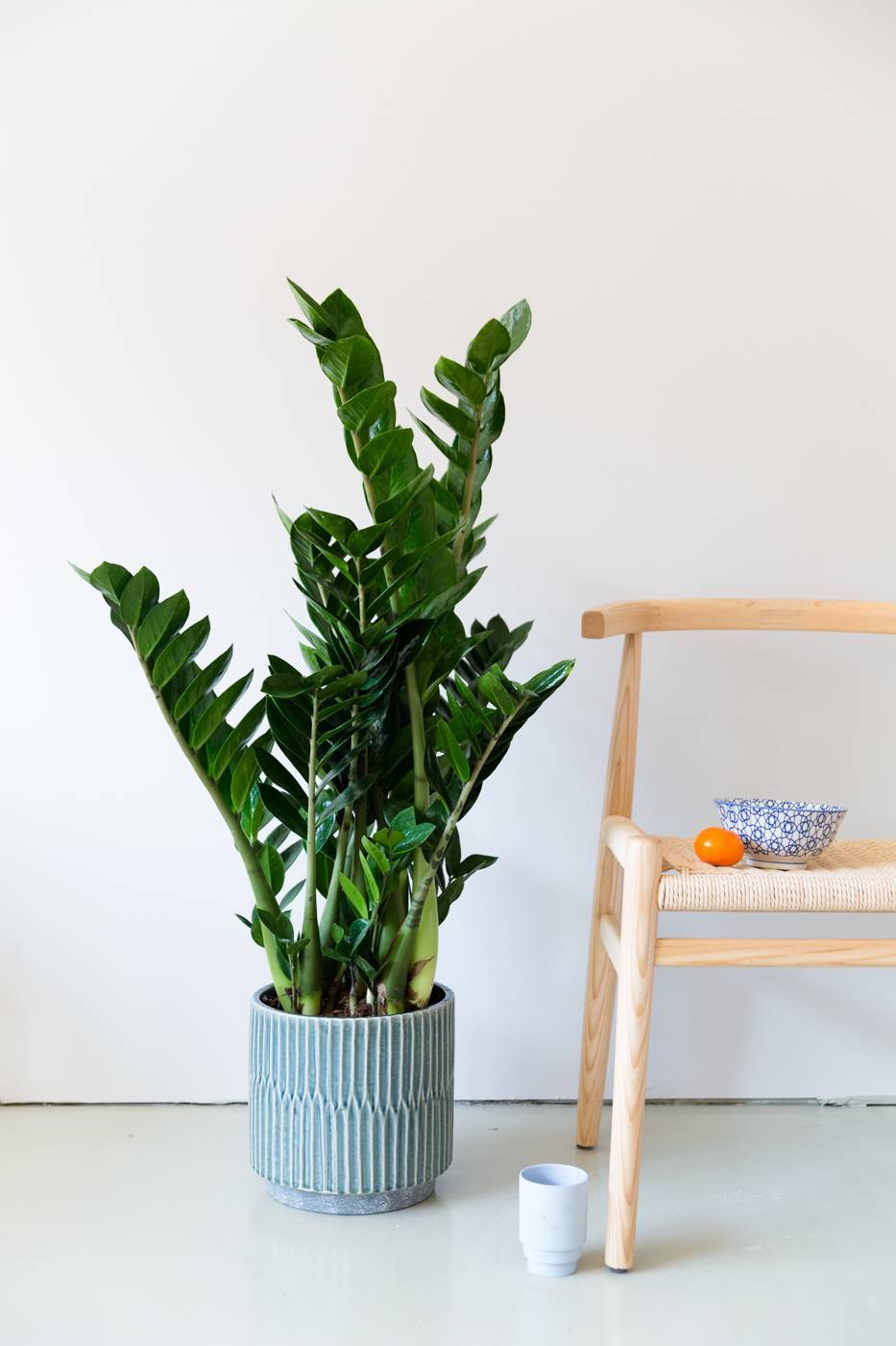 Designplanten-Zamioculcas-LR-3802.width-1920