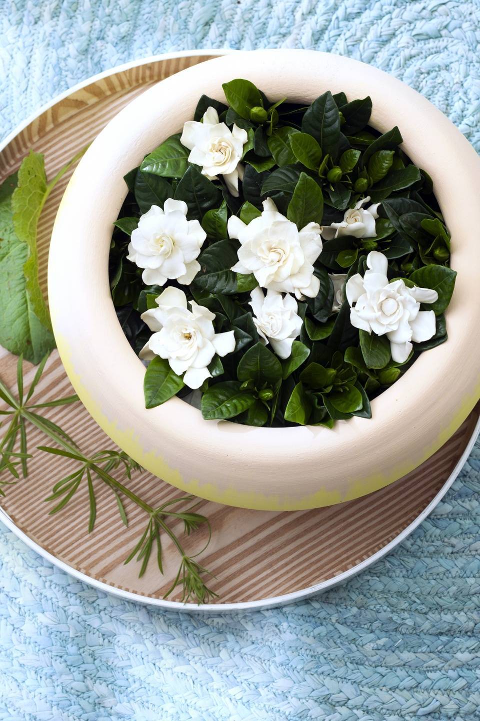 gardenia, kaapse jasmijn wit