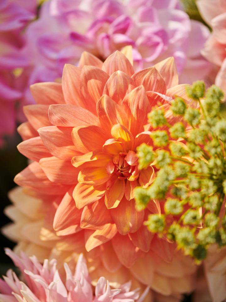 Close-up van een oranje bloem omringd door roze en paarse bloemen en groene bladeren.