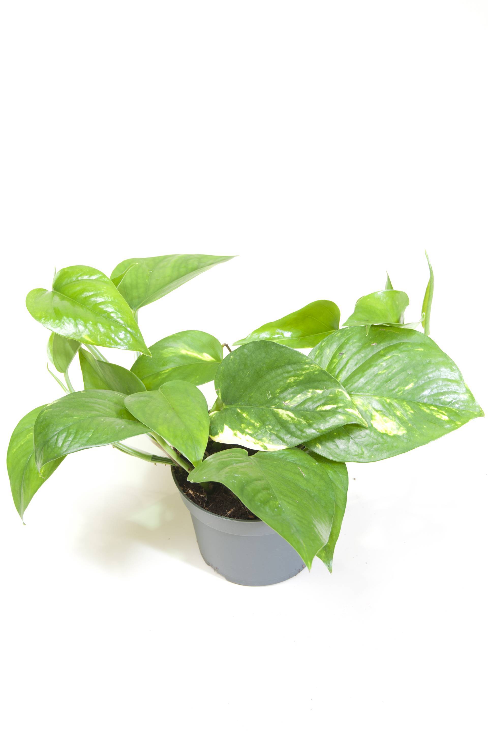 Epipremnum_Aureum_hang.width-1920