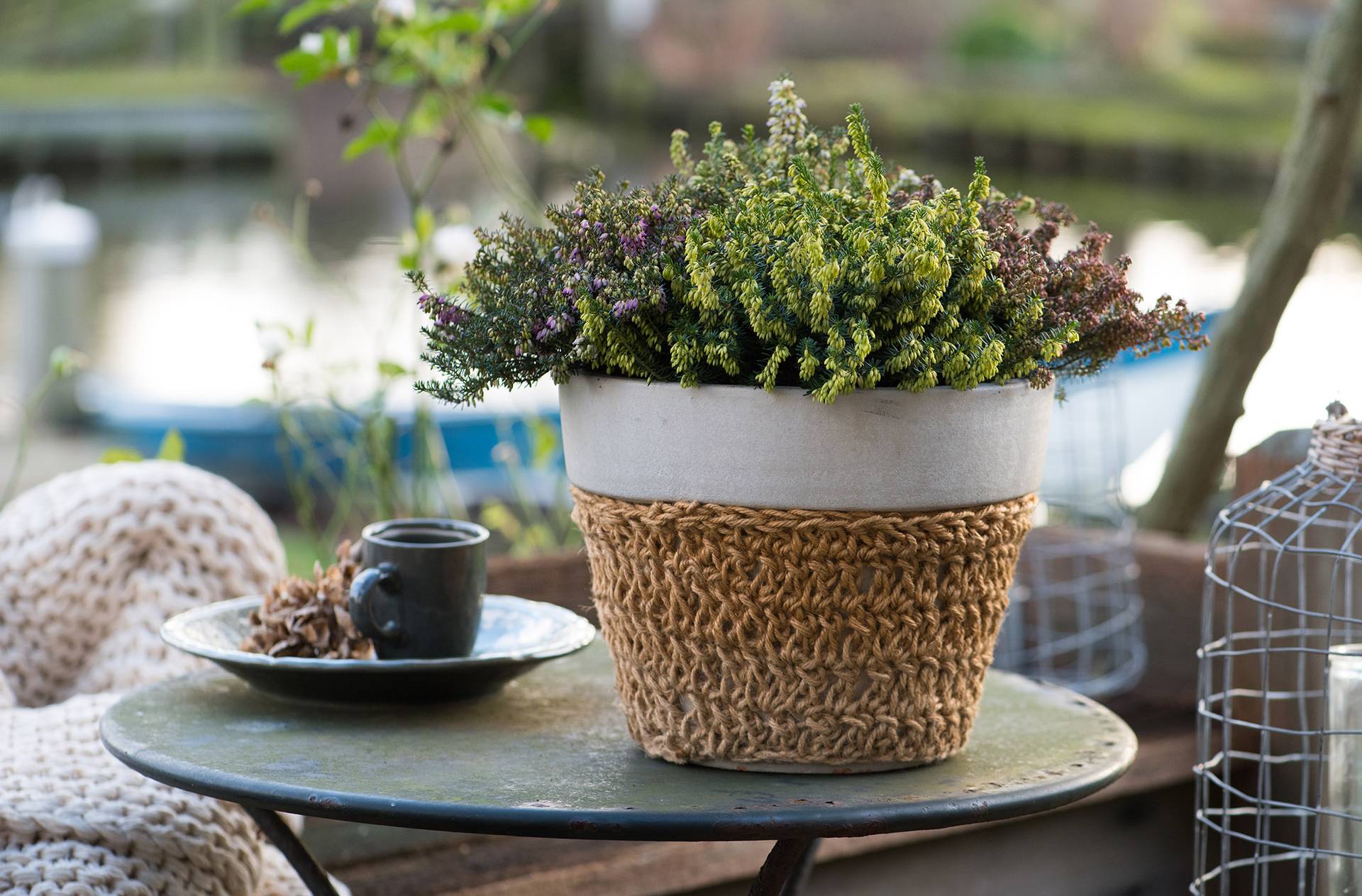 winterheide in plantenpot