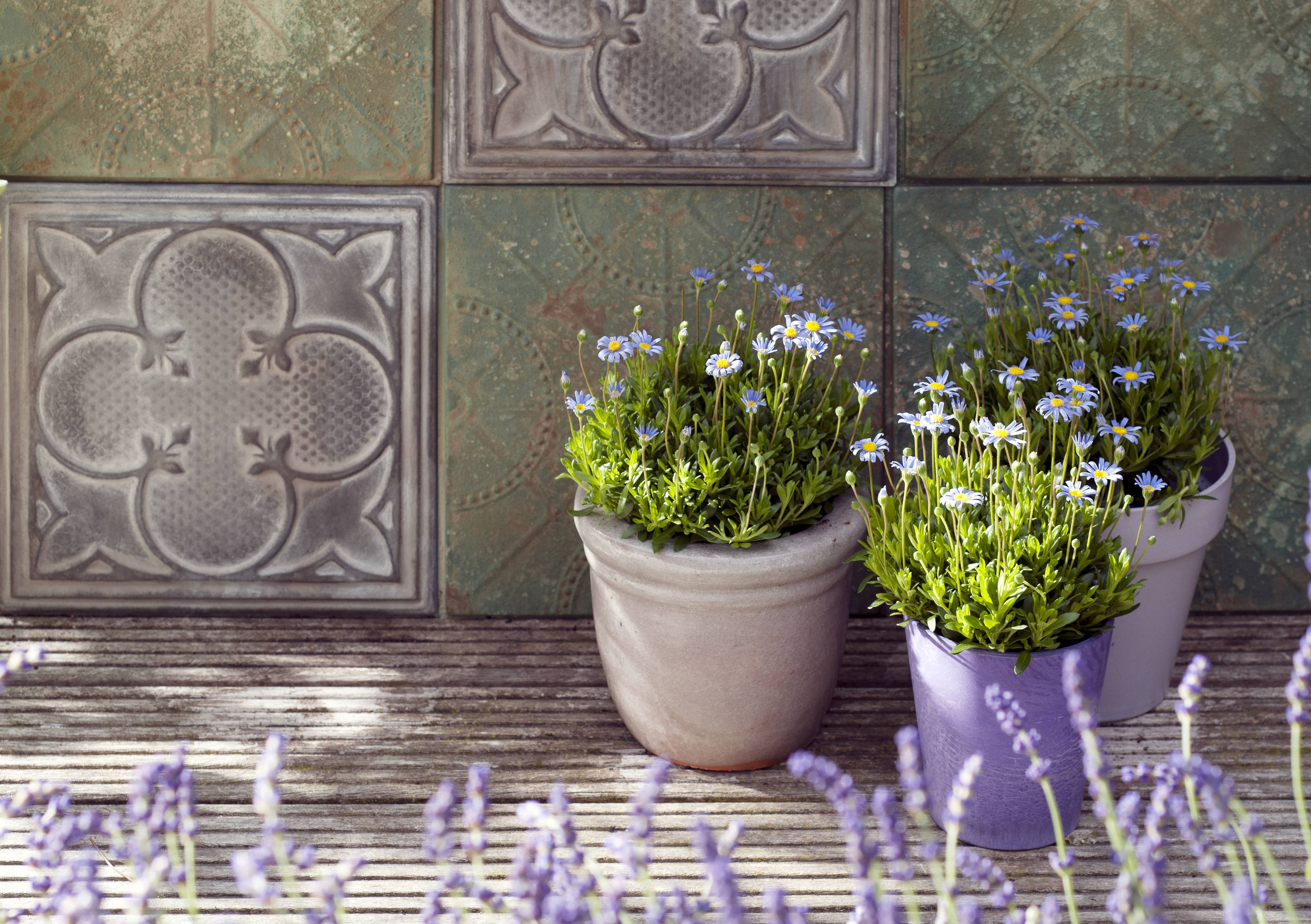 Felicia_01_Plantenwijzer_Harmonise_MR