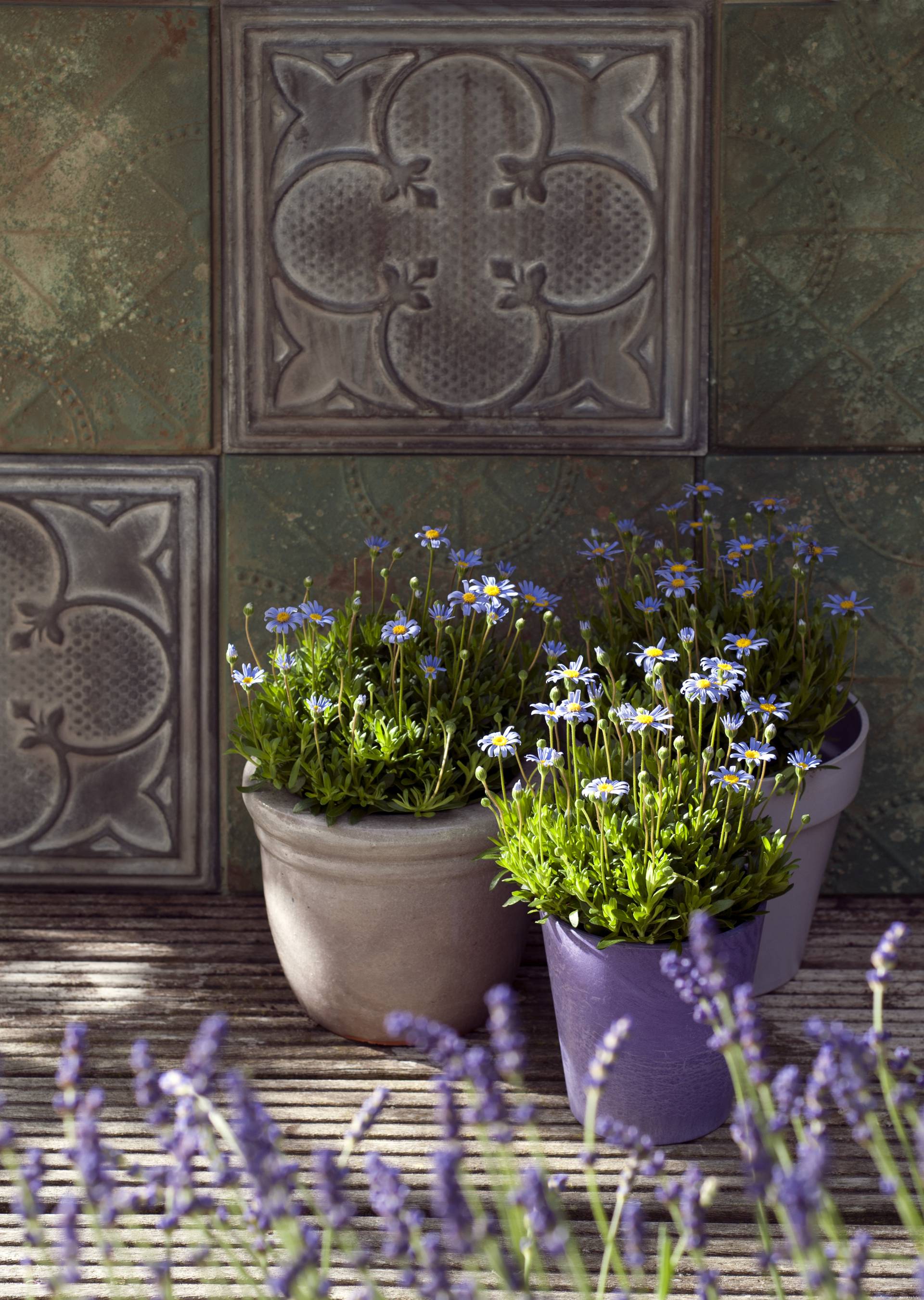 Felicia_02_Plantenwijzer_Harmonise_MR