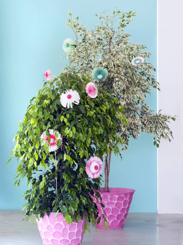 Ficus Benjamina - Pflanzenfreude.de - fba1c68a-e396-41f6-bc86-859a540918a8