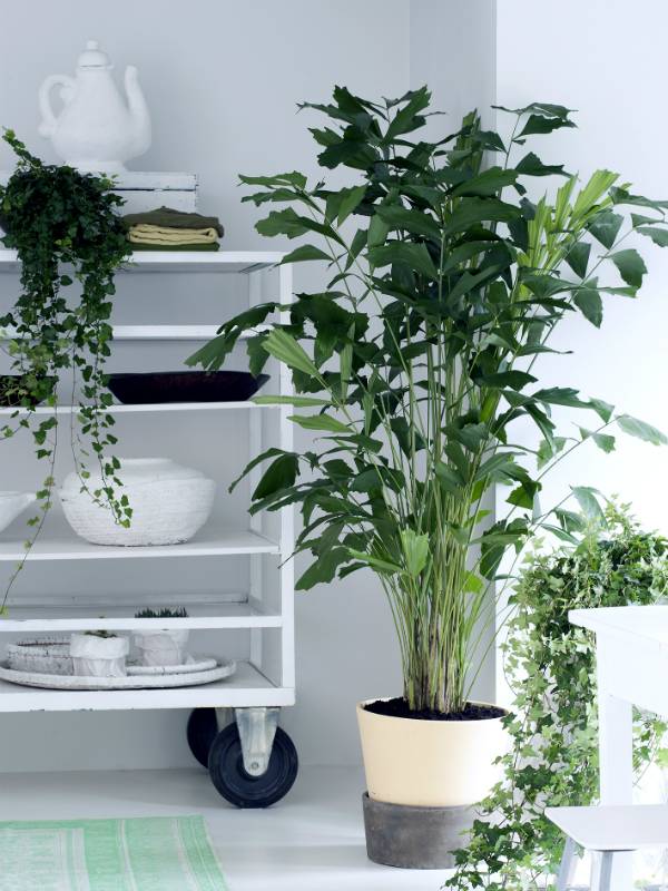 Fischschwanzpalme – Pflanzenfreude.de - 4b366ab8-3cbd-411b-98ed-94696d682299