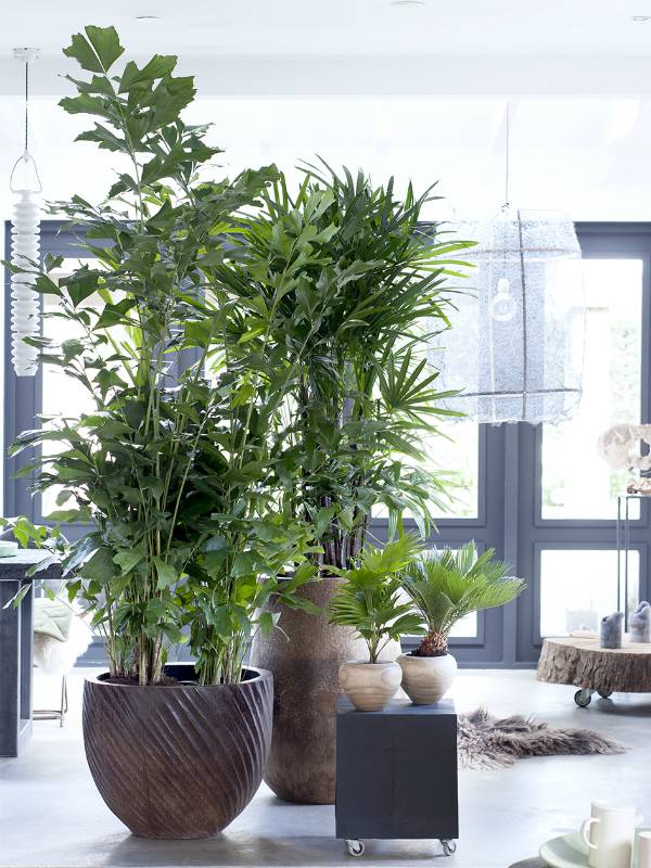 Fischschwanzpalme – Pflanzenfreude.de - 02edf856-9d6d-4a9b-81fa-d48fe96b8cc3