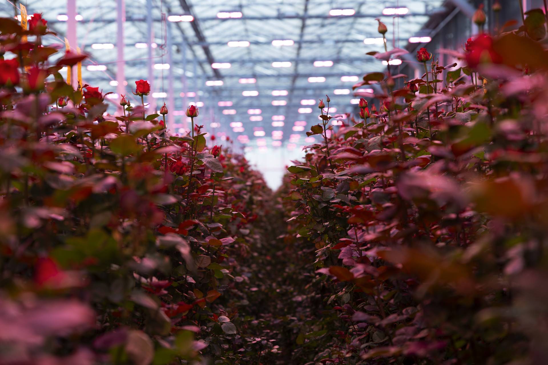 kas vol rode rozen van porta nova