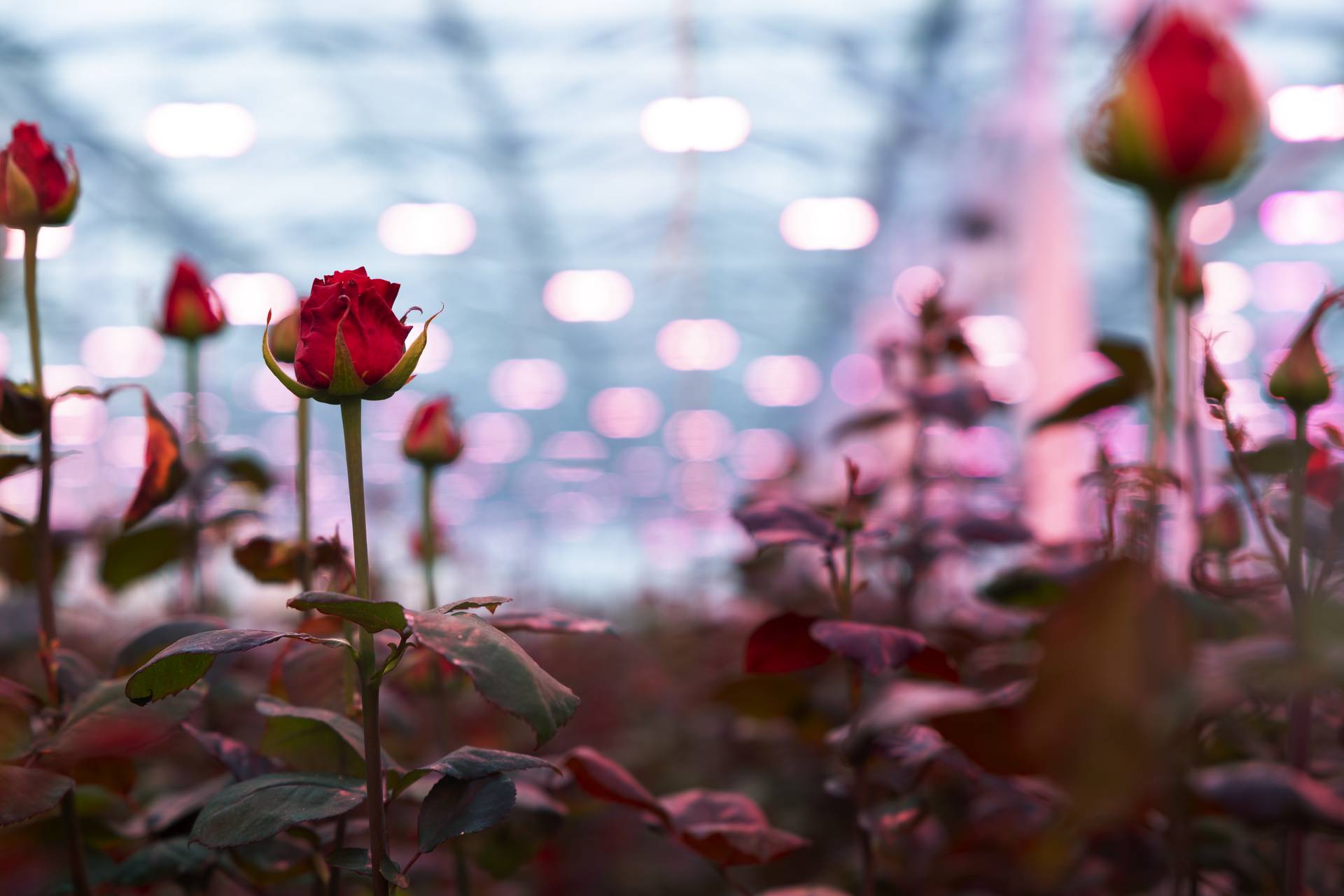 rode rozen in kas porta nova