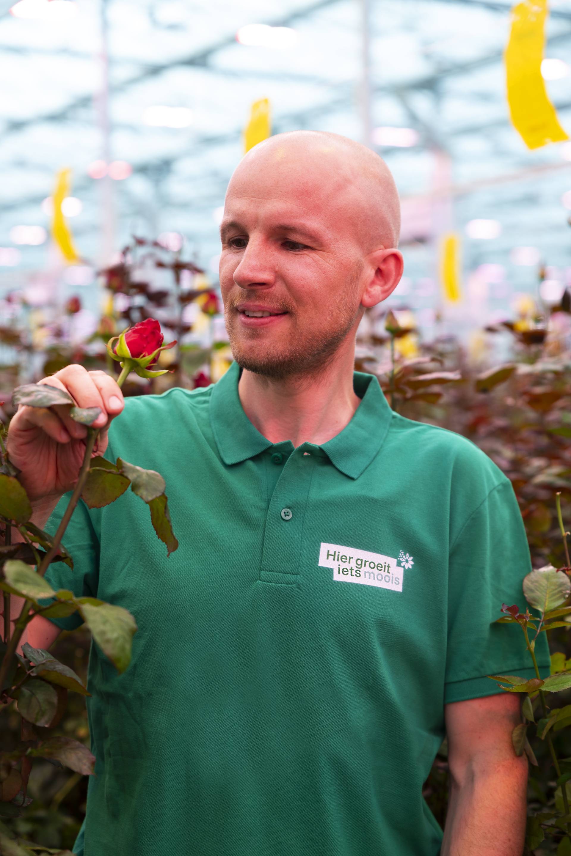 kweker bart met rozen in kas porta nova