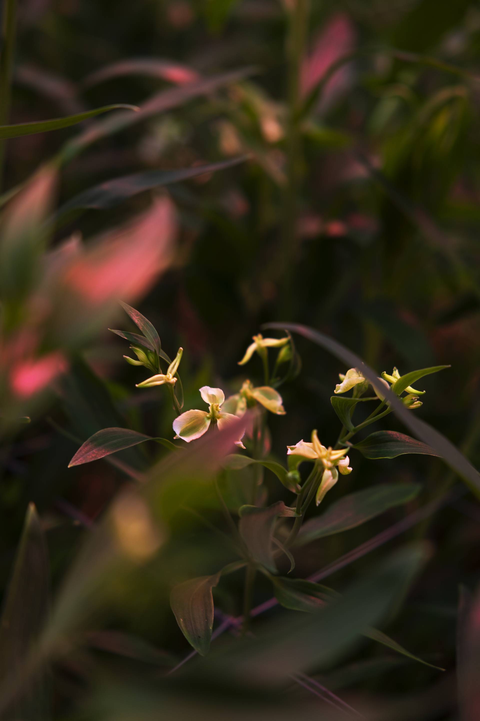 close up gele alstroemeria