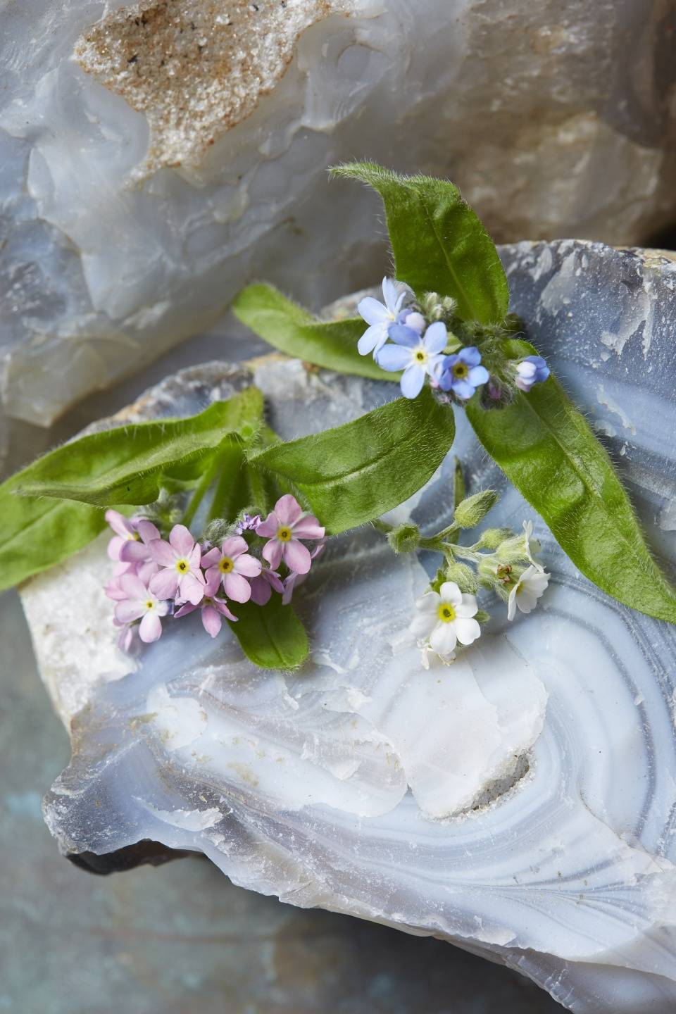 Vergeet-mij-nietjes in blauw, roze en wit