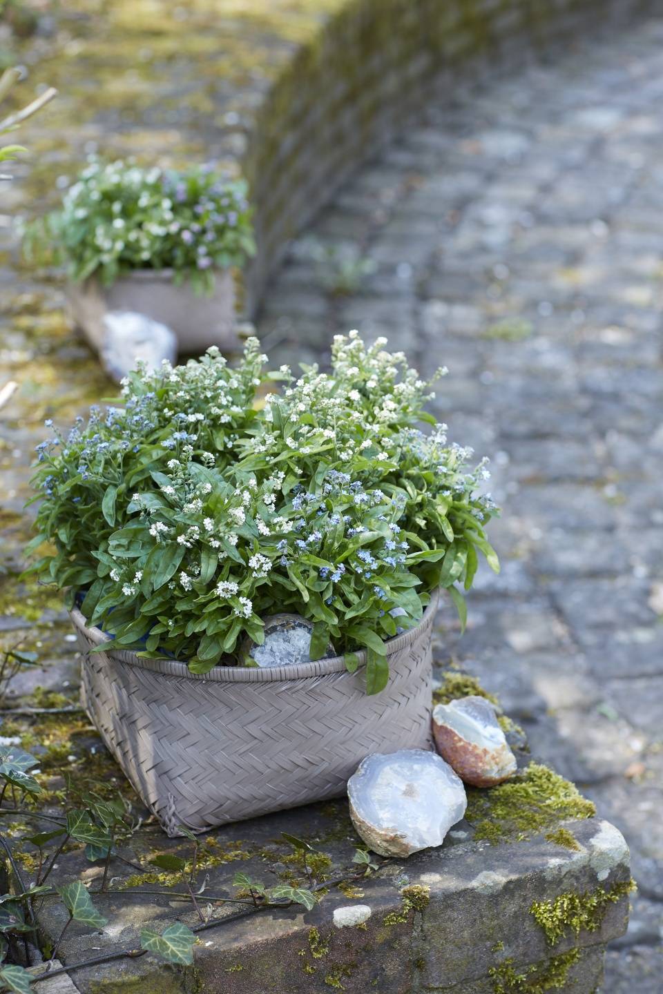 Forget-me-not Thejoyofplants.co.uk - ef6d2c79-4170-4c4a-a6f4-33556ab4f6c7