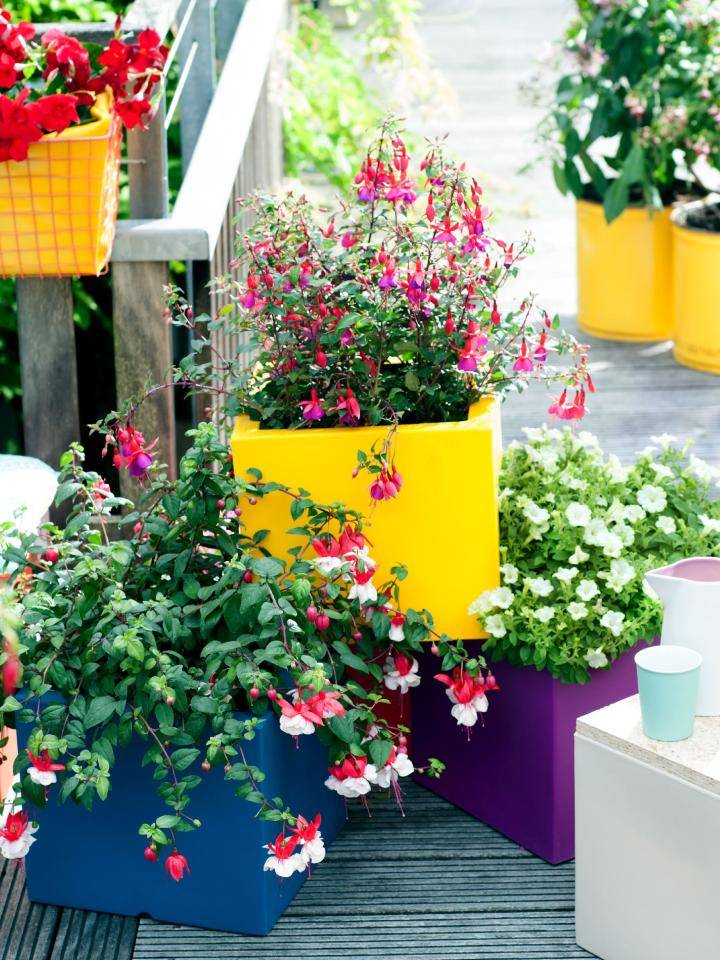 Verschillende kleurrijke bloeiende planten in vierkante potten op een houten terras met een railing.