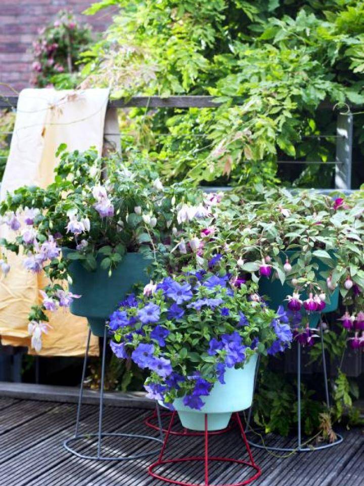 Bloeiende fuchsia's en petunia's in kleurrijke potten op een houten terras met groene achtergrond