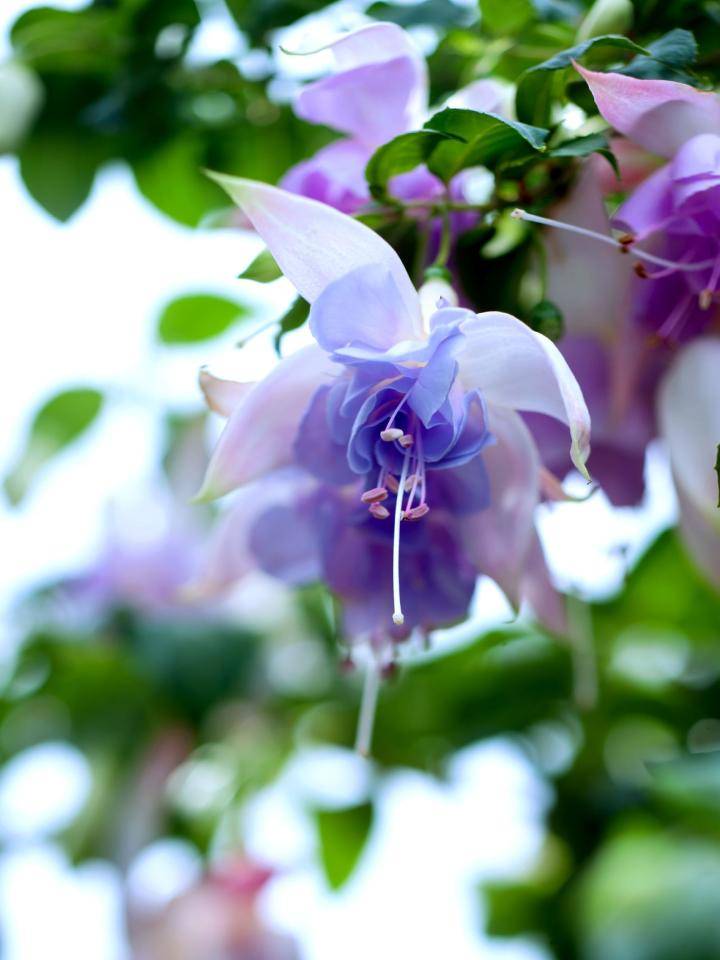 Kleine buitenruimte met houten bank, oranje deken, blauwe handdoek en verschillende bloeiende planten.