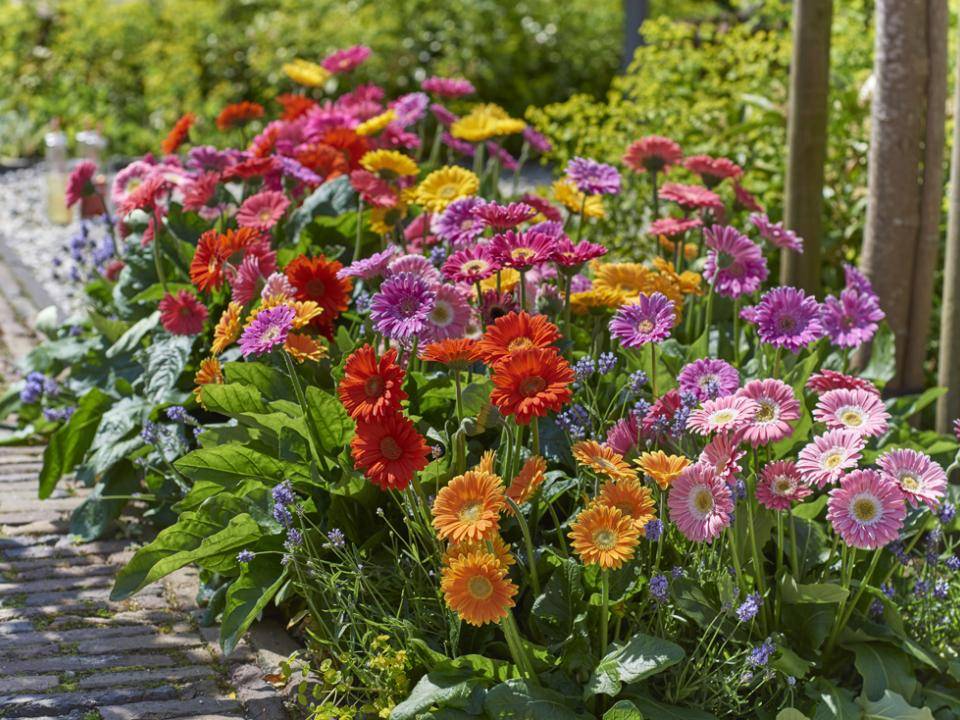 Gerbera's in de tuin