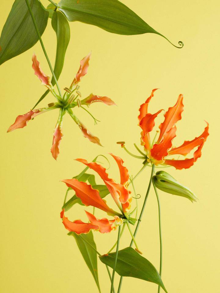 Gloriosa_-3485-2