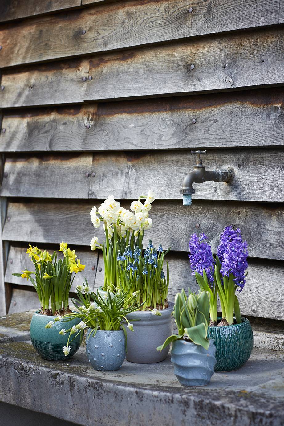 Grape hyacinth Muscari Thejoyofplants.co.uk - fb83606f-71f3-41ea-9403-3073b20731c1