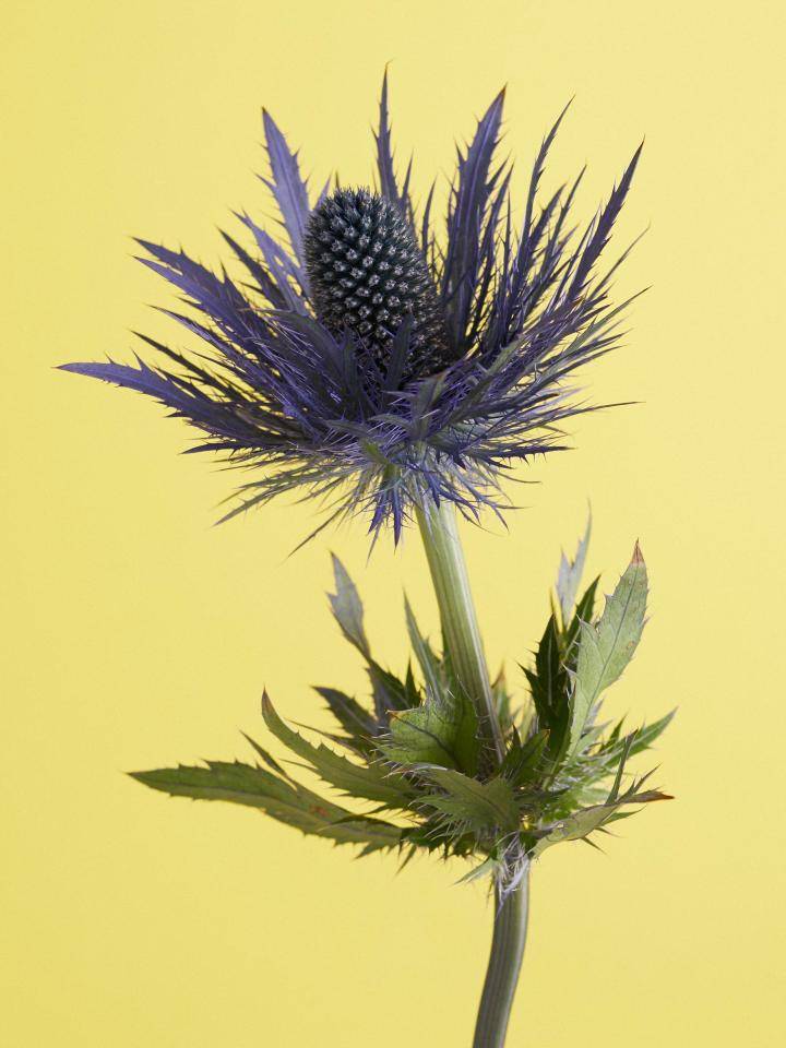 Blauwe distel met paarse bloembladeren en groene bladeren tegen een gele achtergrond