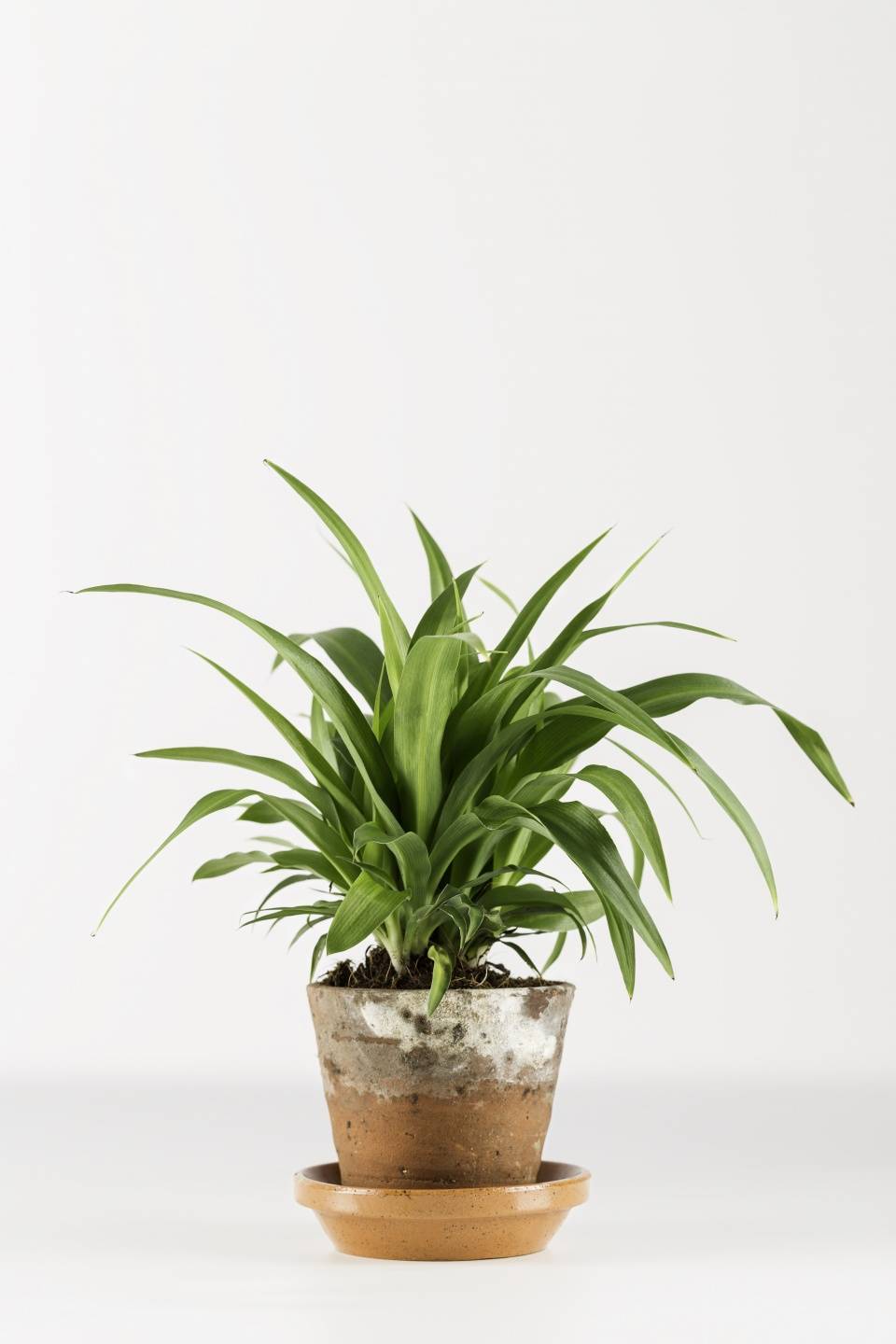 Chlorophytum