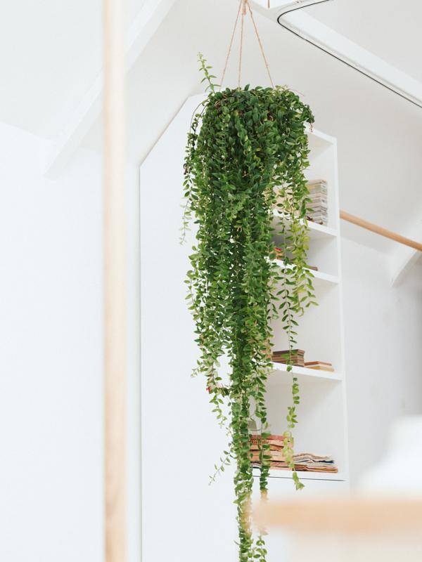 Hangplant in de gang