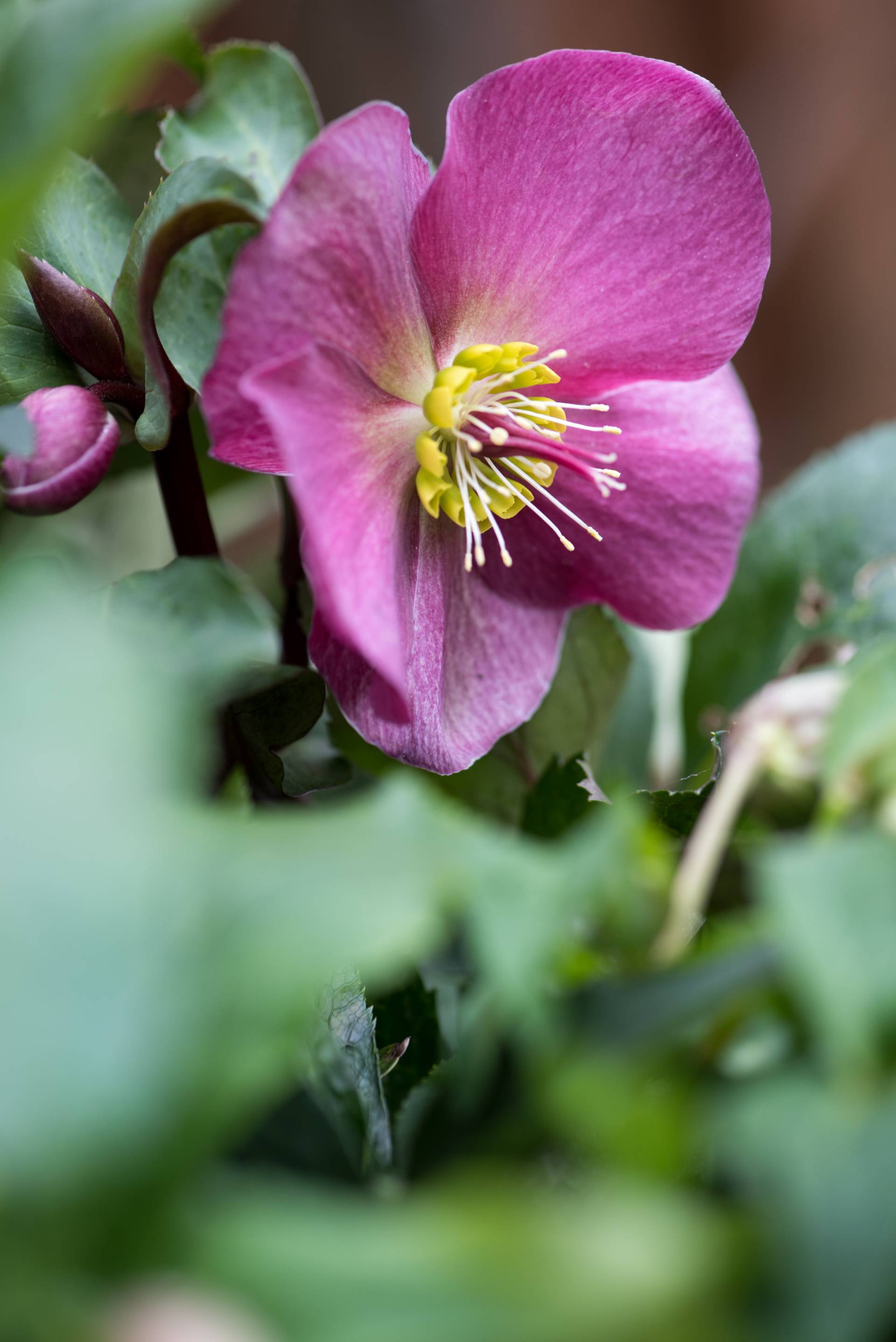 kerstroos, helleborus
