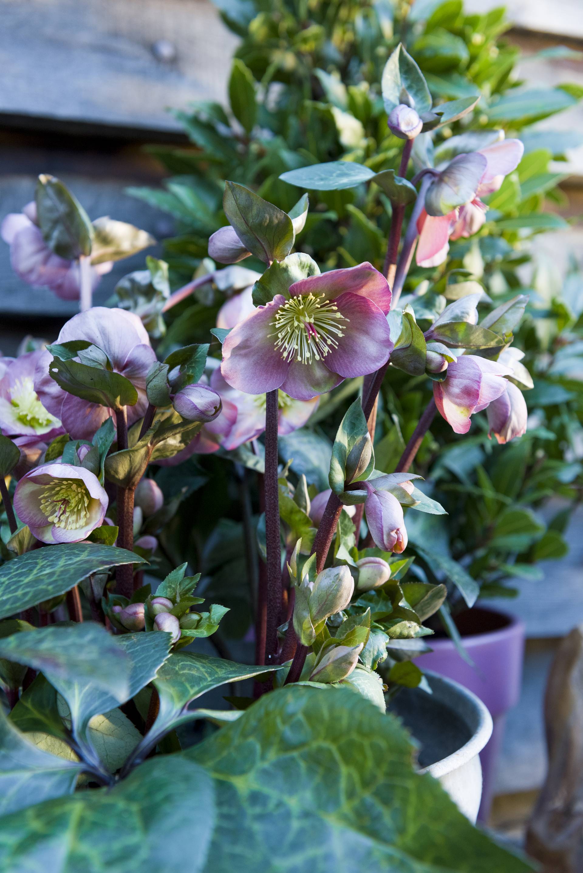 helleborus in pot