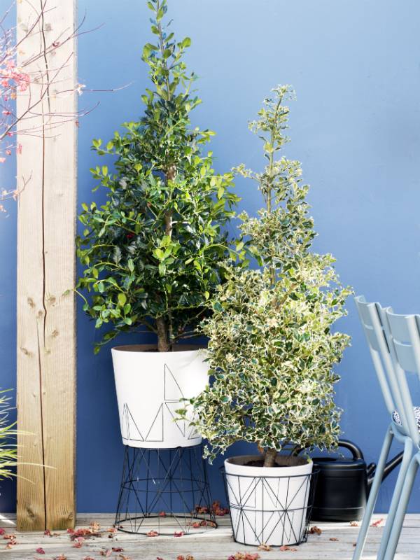 Hulst - Mooiwatplantendoen.nl - 9b58969a-3273-4d2e-96c9-81b05647f018