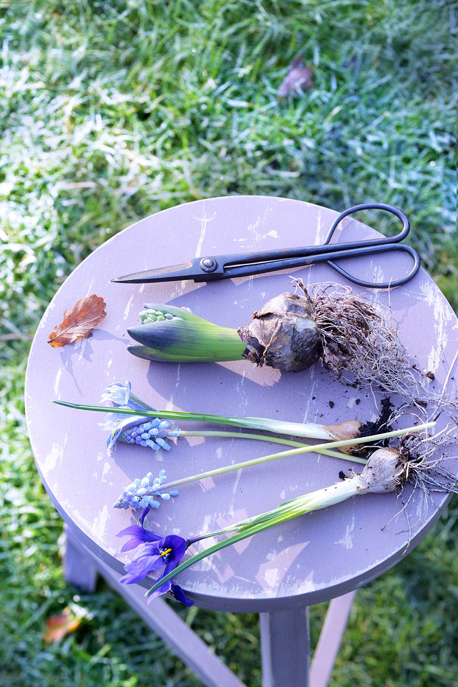 Hyacint Mooiwatplantendoen - 2f0811df-9a1e-4720-8e4f-738aa8498e66