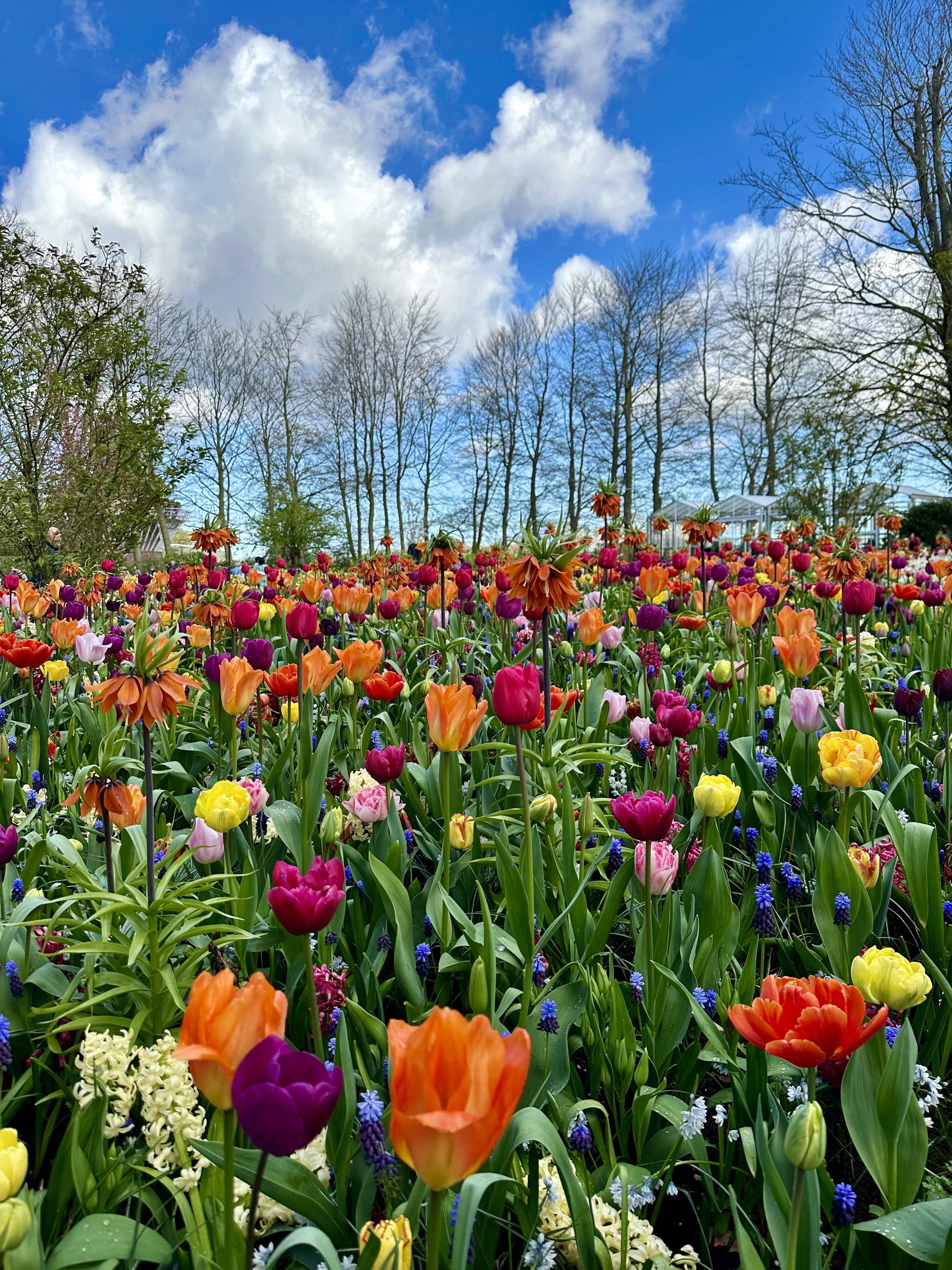 Keukenhof