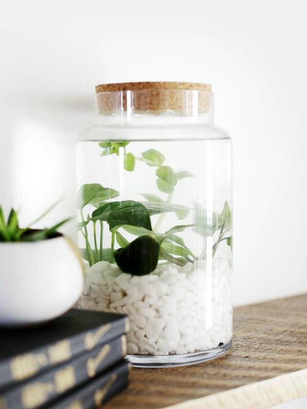 Groene waterplanten in glazen pot