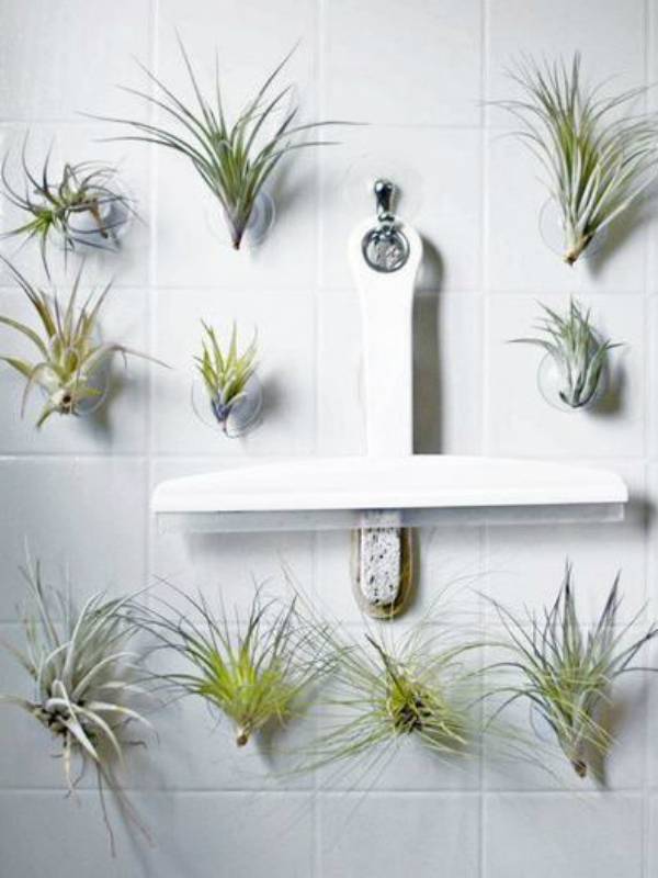 Luchtplanten in badkamer