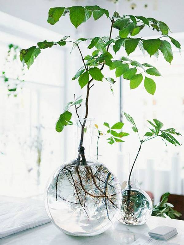 Groene planten in water in glazen vazen