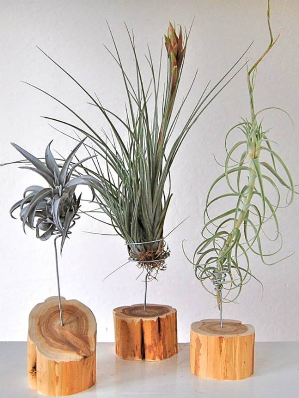 Luchtplanten op houten standaarden