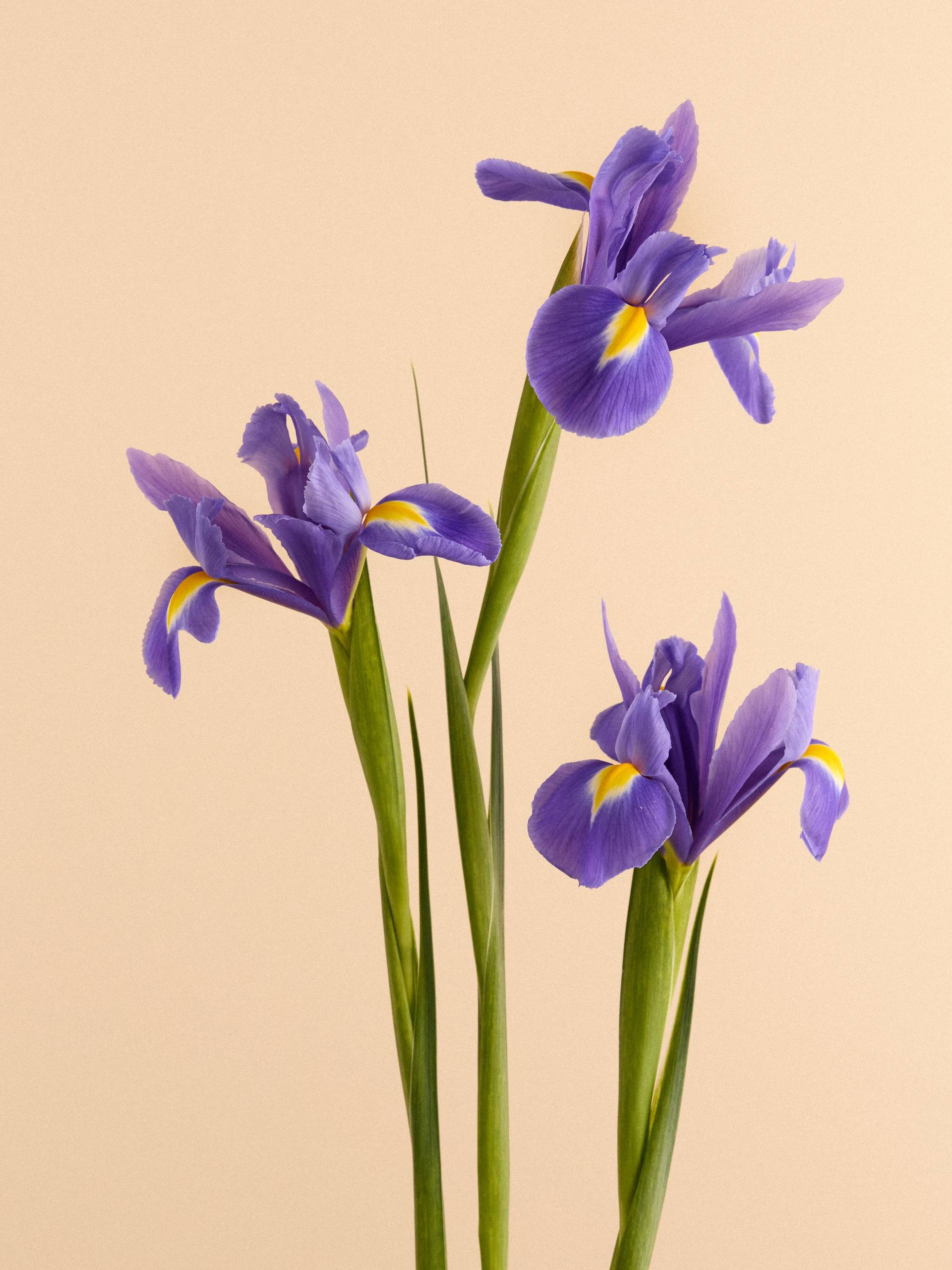 Iris-20251401_Flower Agenda BBH6734 1