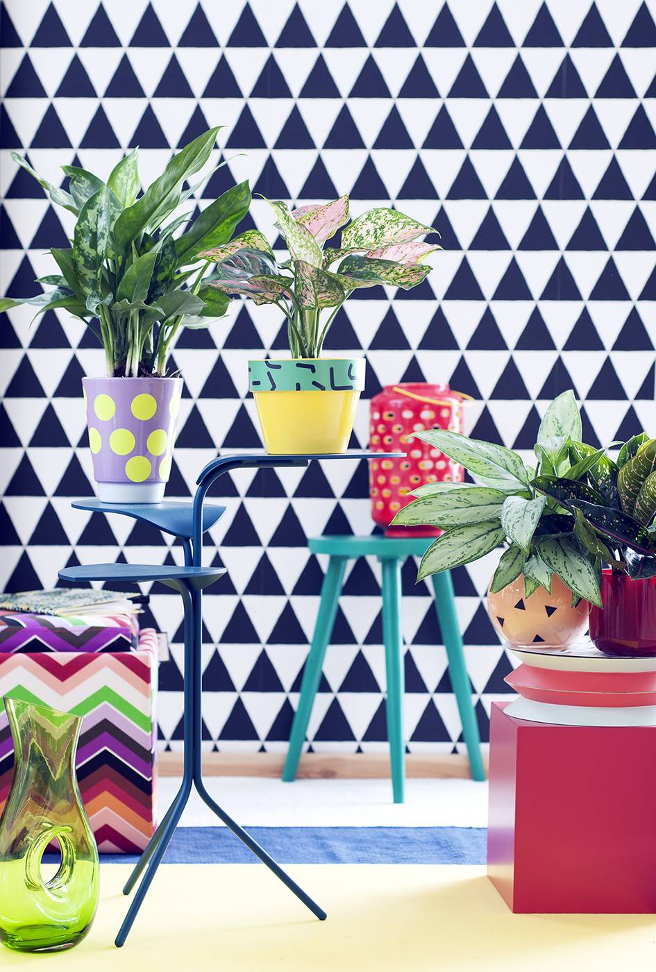 Aglaonema planten in kleurrijke potten