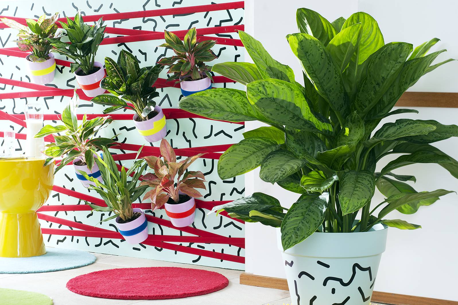 Aglaonema planten in kleurrijke potten aan muur
