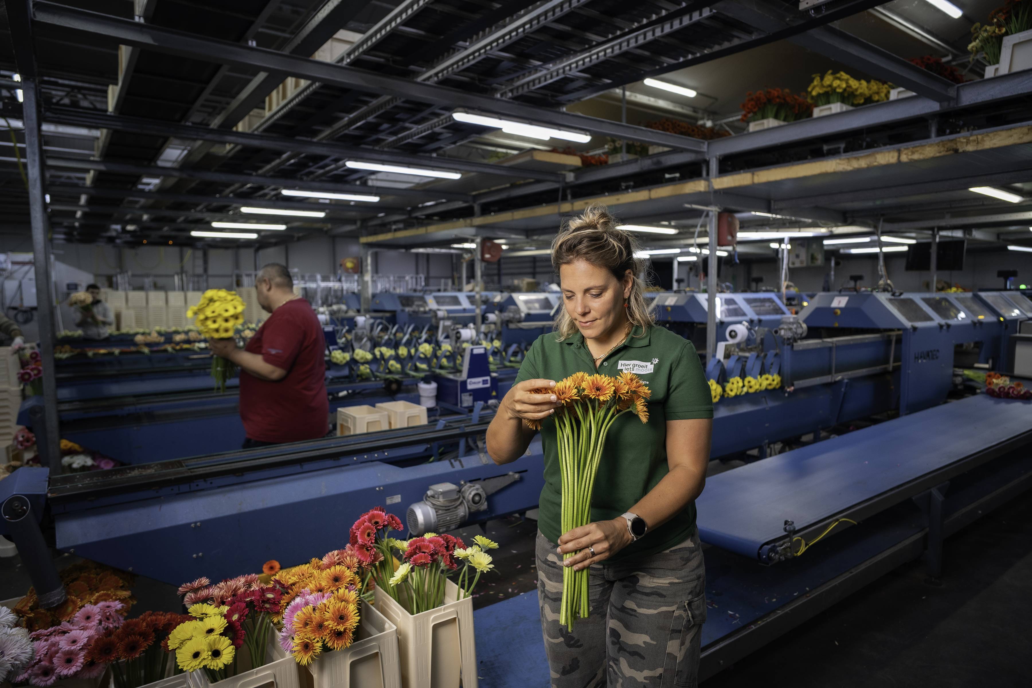 Kweker Joyce tijdens inpakken Gerbera's van LG flowers