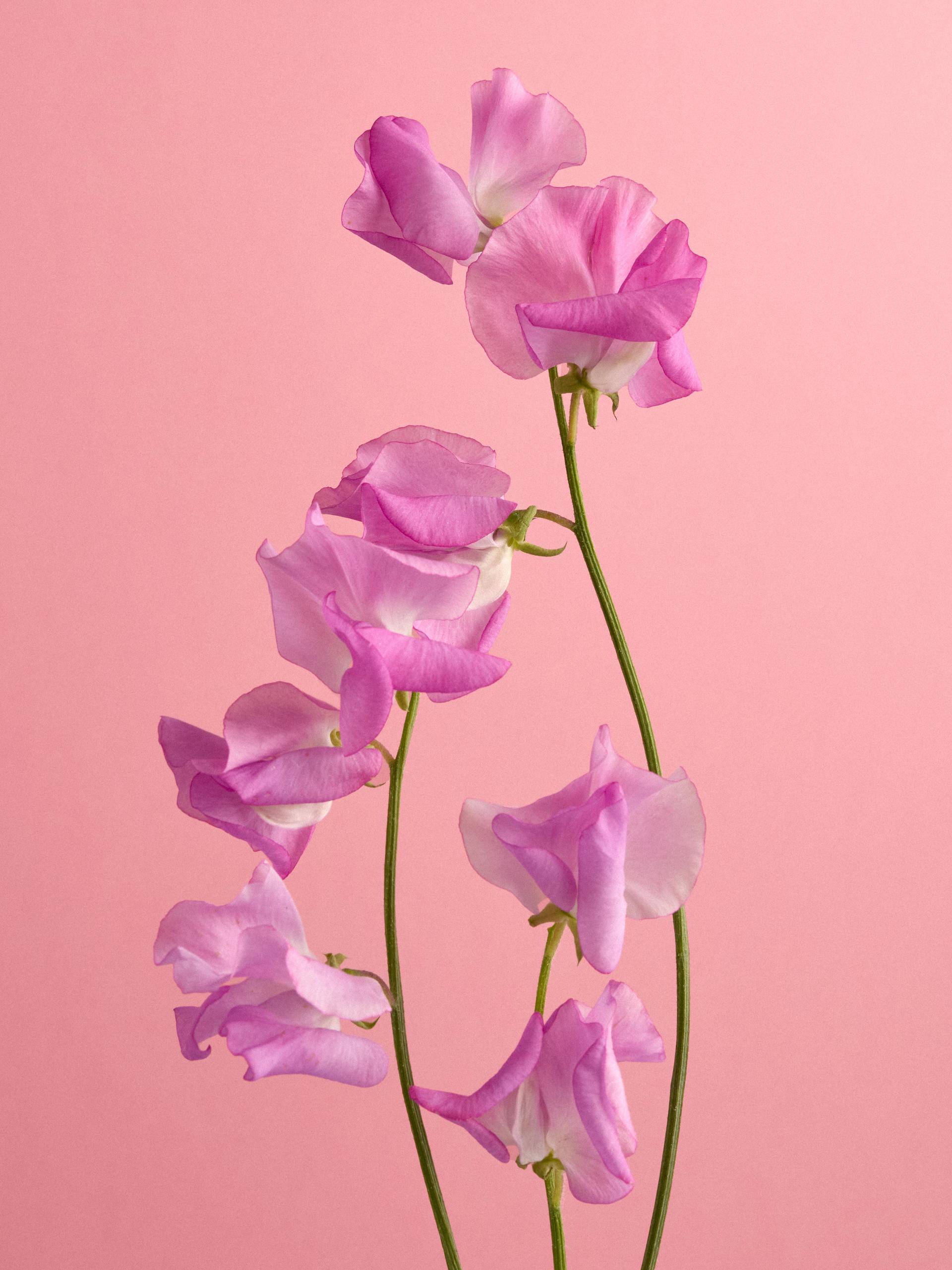 Lathyrus-20251401_Flower Agenda BBH6562 1