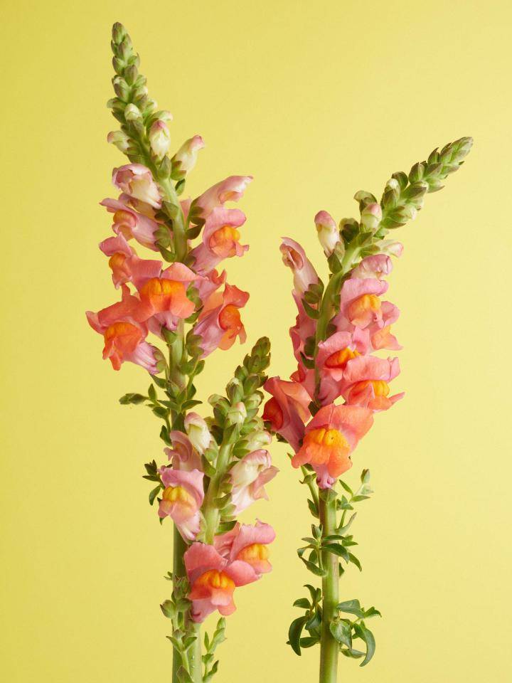 Leeuwenbek met kleurrijke bloemtrossen in roze, geel en rood, symbool voor geheimen bewaren.