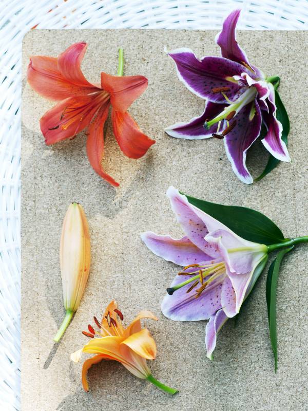 Lelie Mooiwatplantendoen.nl - f32e395c-1e5a-42b2-96f2-fcbb374ce589