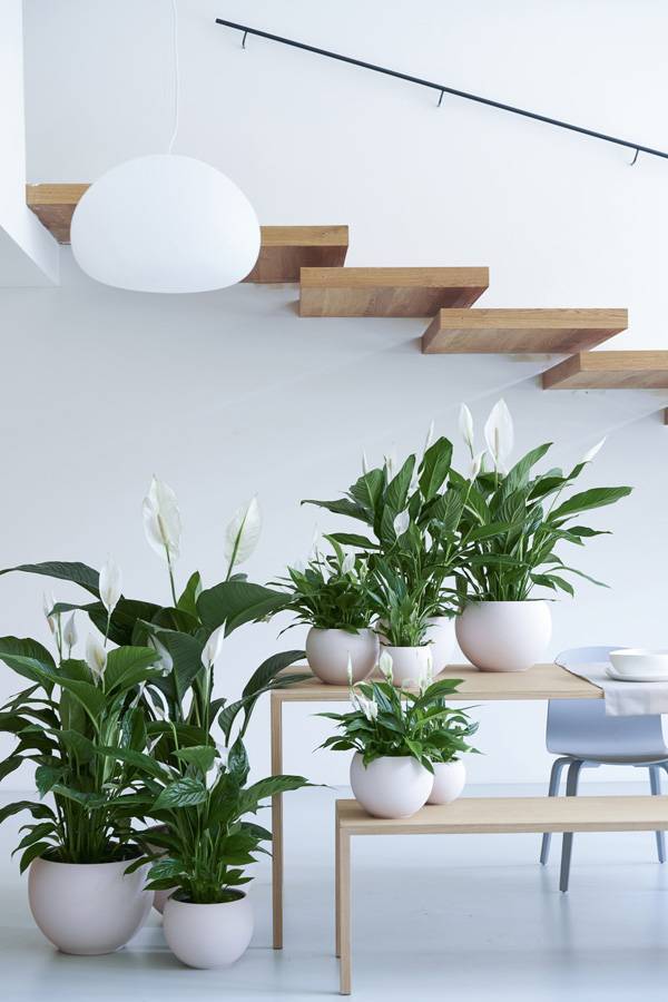 lepelplant