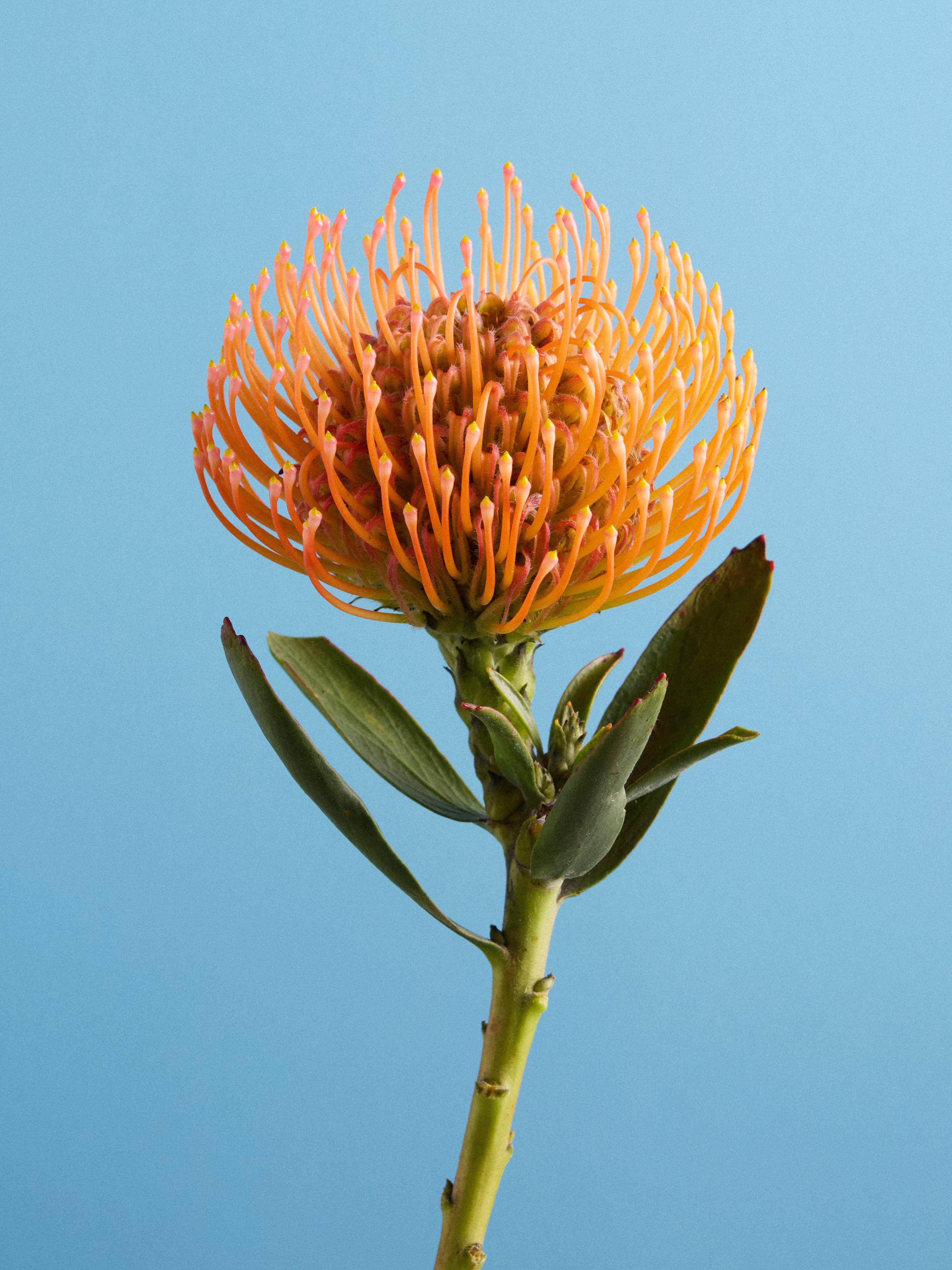 Leucospermum-20251401_Flower Agenda BBH6687 1 (1)