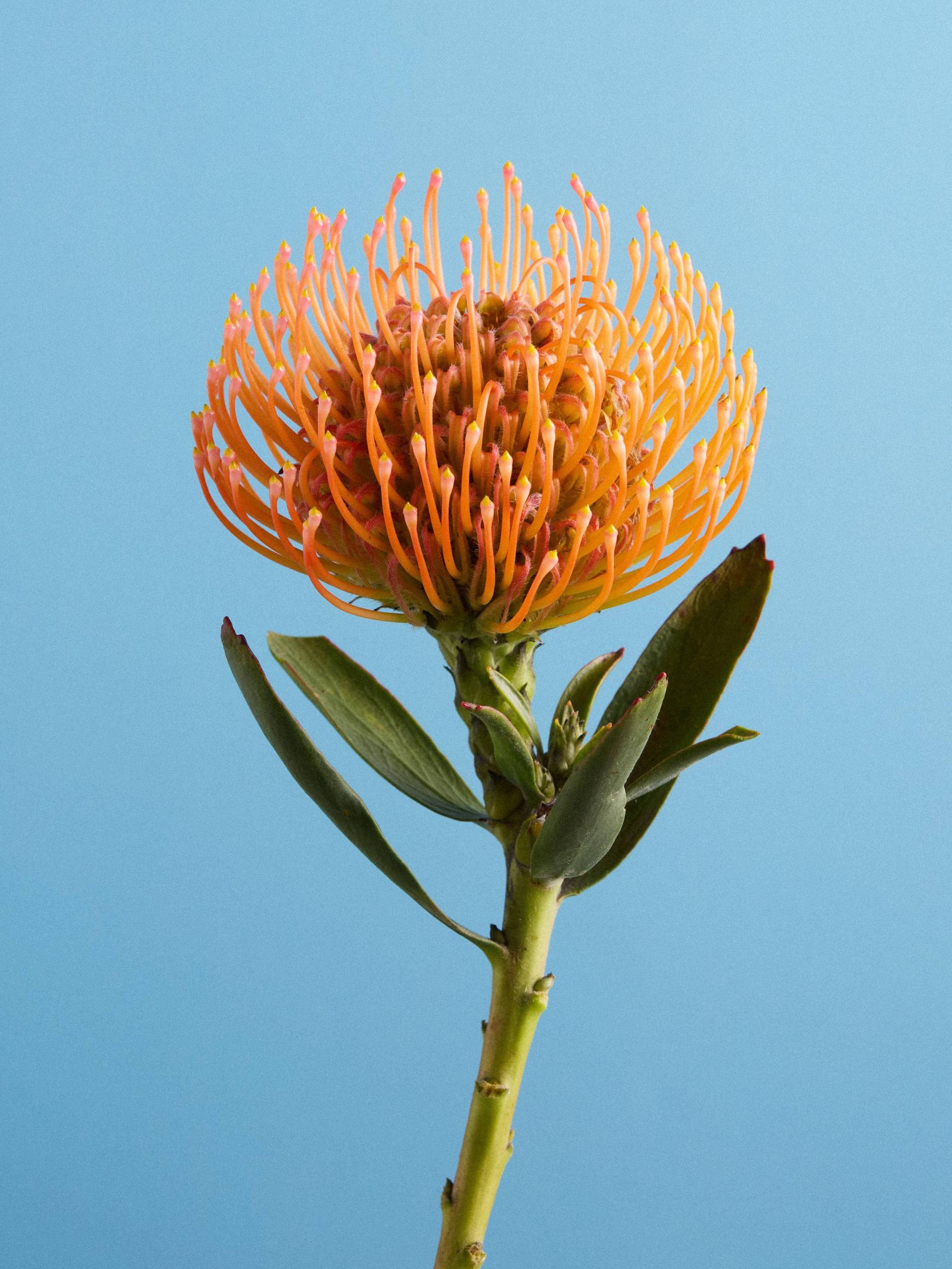 Leucospermum-20251401_Flower_Agenda_BBH6687_1.original