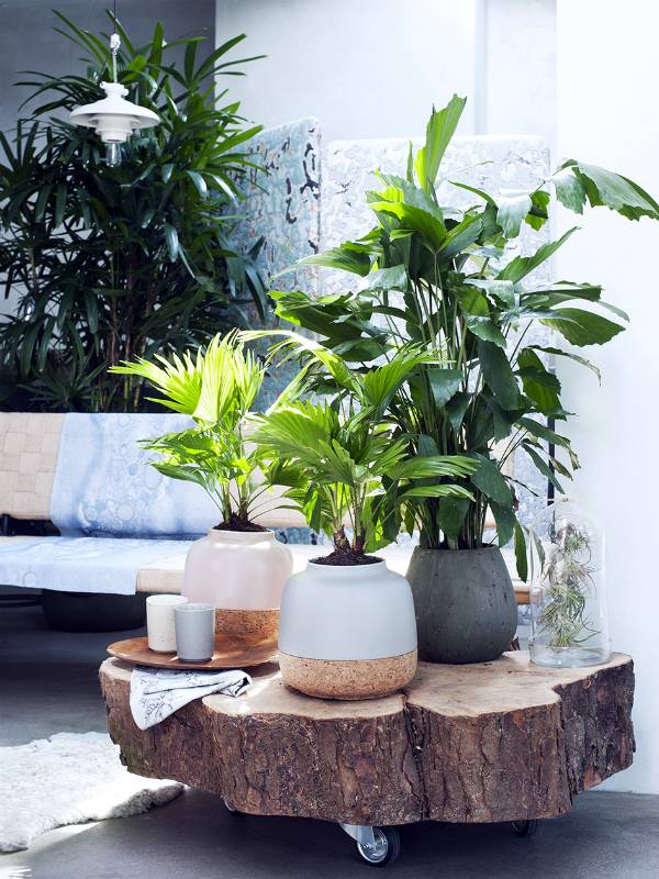 Palm Liviston: atención domiciliaria. Cultivo de Livistons, trasplante