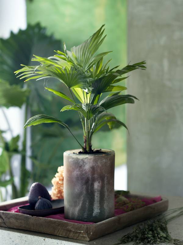 Livingstonpalme - Plants & Flowers Foundation